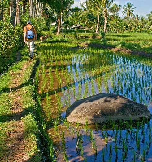 Indonesie-Lombok-wandelen-sawah(8)
