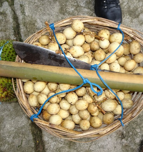 Indonesie-Molukken-Ambon-aardappels