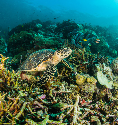 Indonesie-Sulawesi-Bunaken-onderwater83_1_219587