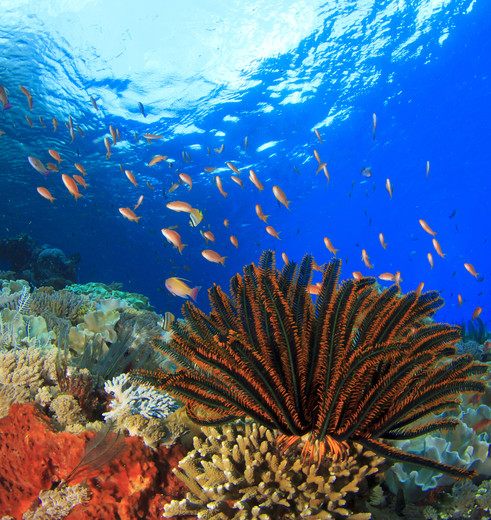 Indonesie-Sulawesi-Onderwaterwereld Indonesie-Sulawesi-Onderwaterwereld