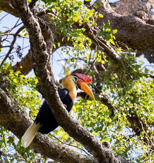 Hornbill in Tangkoko NP, Sulawesi