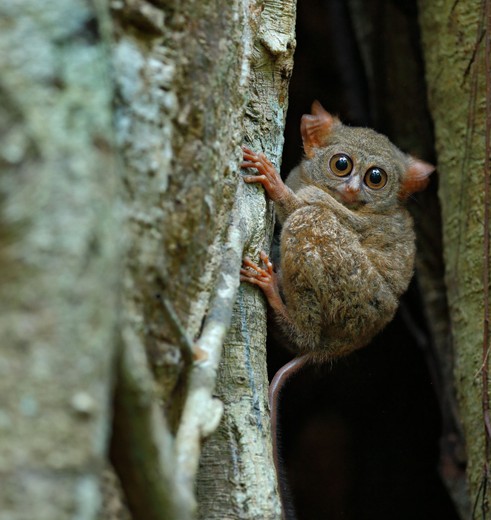Indonesie-Sulawesi-TangkokoNP-tarsier