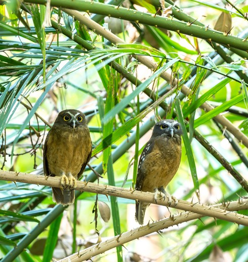 Indonesie-Sulawesi-TangkokoNP-vogels-shutterstock_309502271(8)