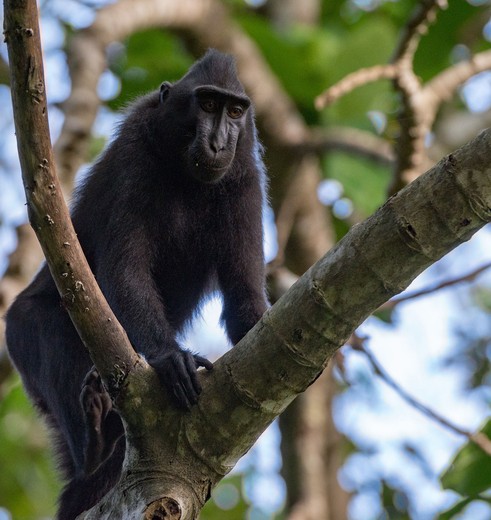 Indonesie-Sulawesi-TangkokoNP-zwartemakaak-shutterstock_352290038(8)