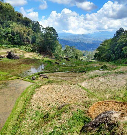 Indonesie-Sulawesi-Torajaland-Rijstvelden