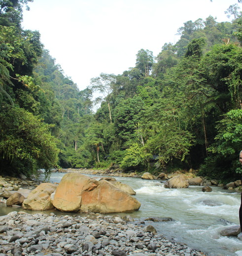 Indonesie-Sumatra-Bukit-Lawang-lisanne_1_466719