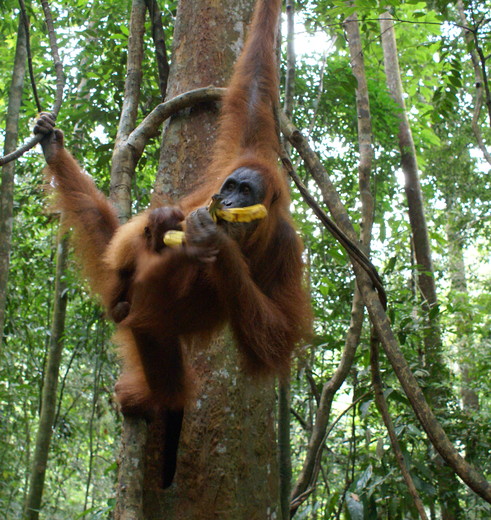 Indonesie-Sumatra-orang-oetan8