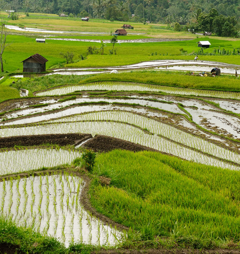 Rijstvelden in Bukkitingi, Sumatra