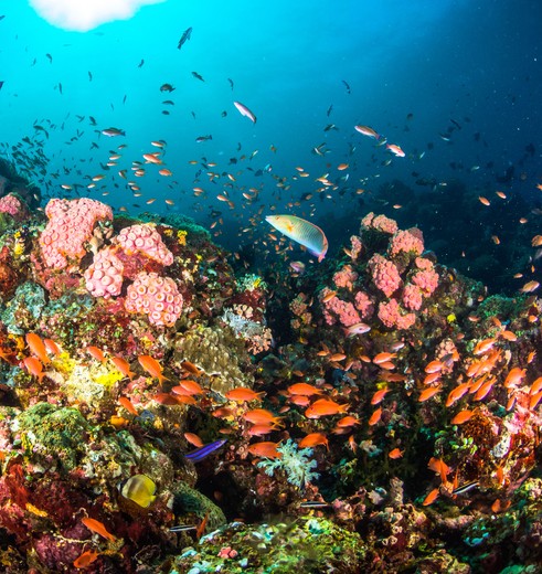 Bewonder de kleurrijke onderwaterwereld van Raja Ampat zelf, Papua, Indonesië