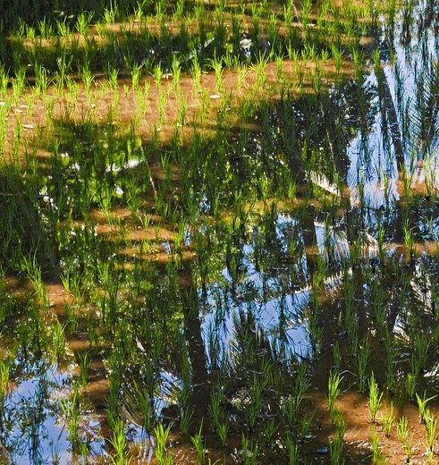 Indonesie-palmweerschijn-water