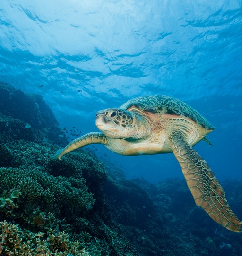 Een zeeschildpad gespot in de wateren bij Indonesië