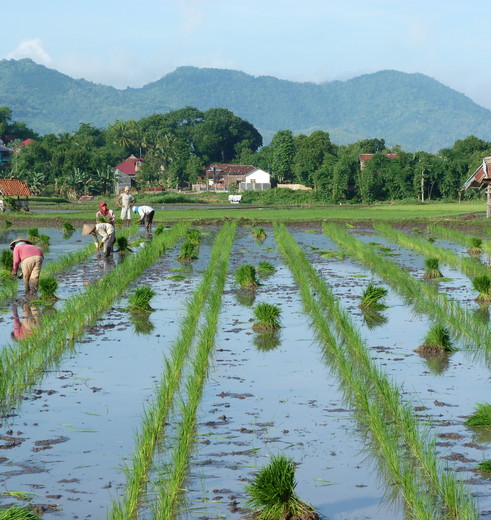 Rijstvelden op Sumbawa