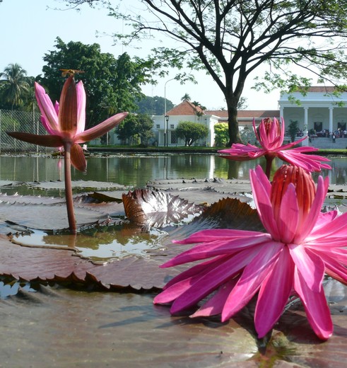 Indonesie.Java-Bogor-Buitenzorg.JPG_1_102435