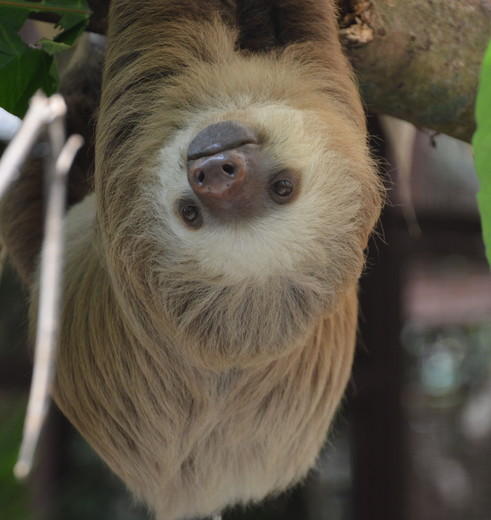 Jaguar-Rescue-Center-23(10)