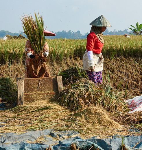 Java-Nagrak-Kampung-Padi Java-Nagrak-Kampung-Padi