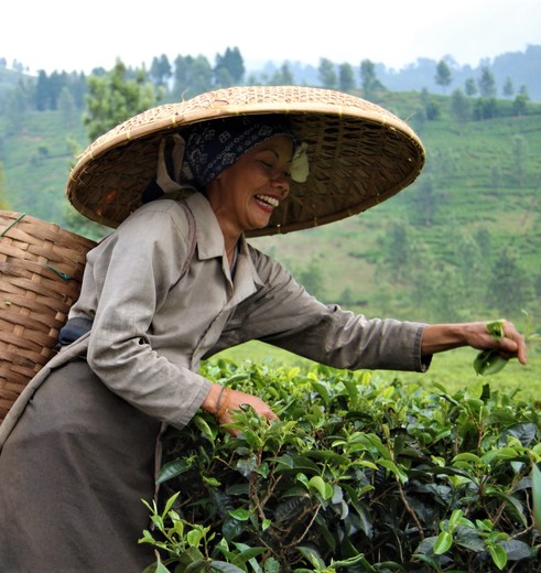 Locals in de theevelden van Java