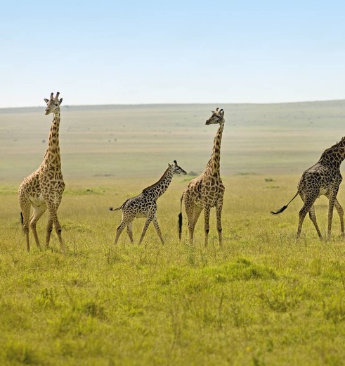 Giraffen samen met hun jongen op de savanne in Kenia