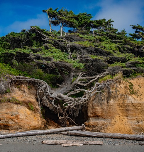 Tree of life op Kalaloch Beach in Olympic National Park, USA