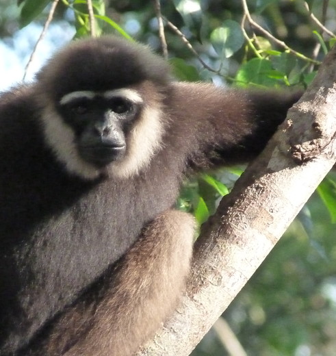 Kalimantan-Tanjung Puting NP-aap5(8)