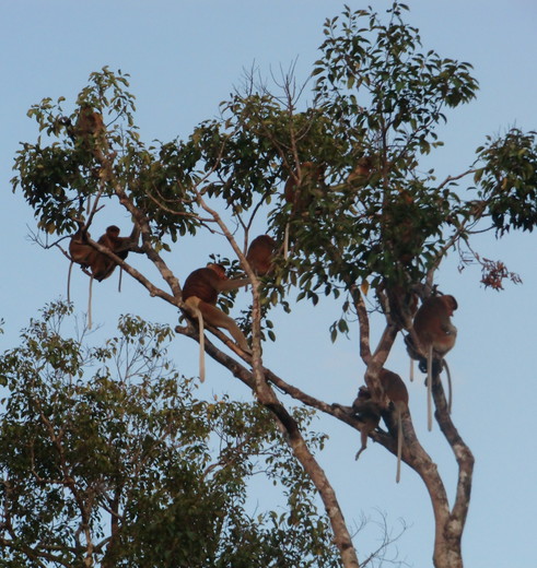 Kalimantan-Tanjung Puting NP-apen in boom(8)