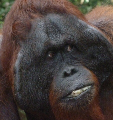 Kalimantan-Tanjung Puting NP-orang oetan kop(8)