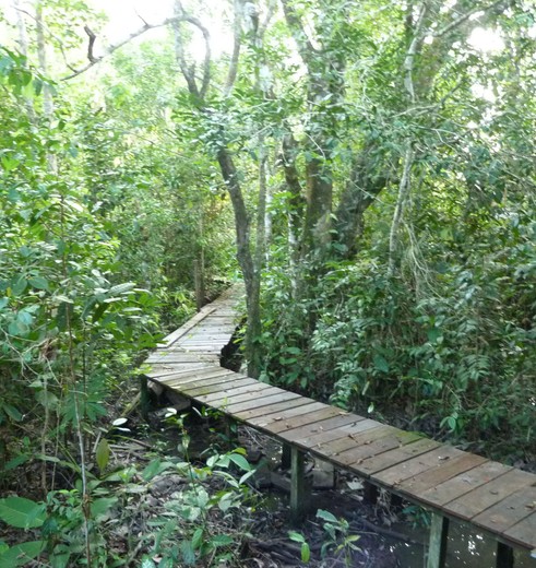 Kalimantan-Tanjung Puting NP-vlonderpad(8)