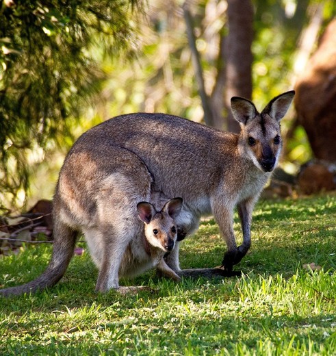 Kangoeroe in Australie