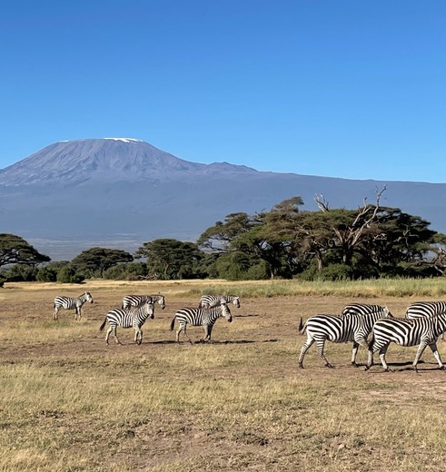 Zebra's op de vlakte met de Kilimanjaro op de achtergrond