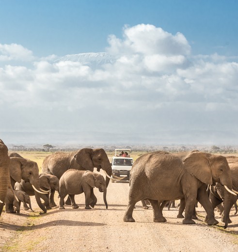 Spot olifanten tijdens de gamedrive in Amboseli National Park