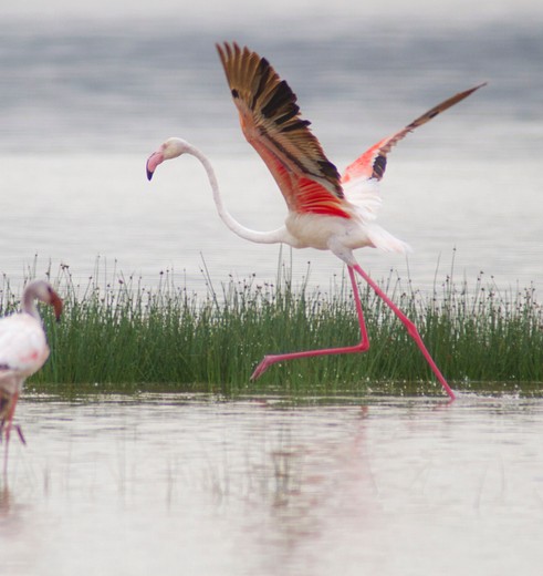 Er leven nog enkele flamingo's bij Lake Elementaita