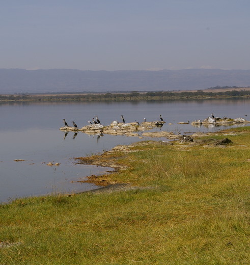 Kenia-Lake-Elementaita-Vogels_1_391021