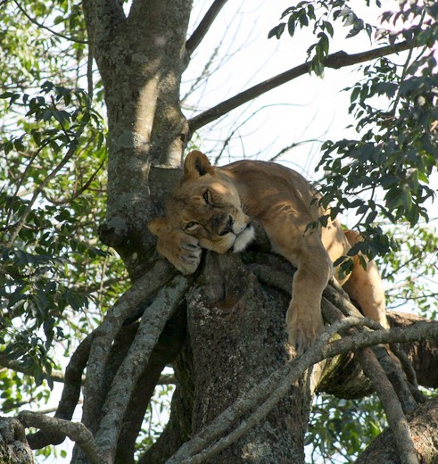 Kenia-Lake-Nakuru-Leeuw