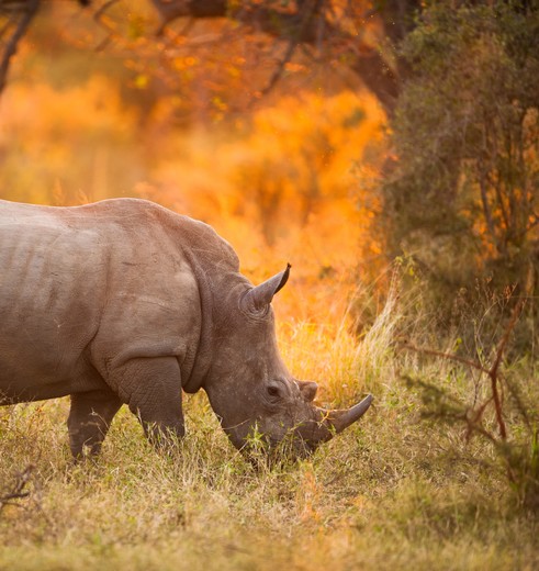 Kenia-LakeNakuru-neushoorn_2_310184