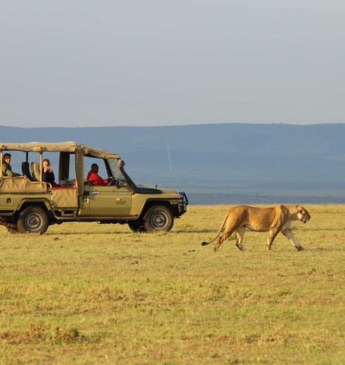 Spot wilde dieren in de Masai Mara National Park, Kenia