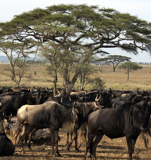 Kenia-Masai-Mara-Camp