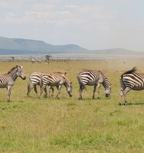Spot zebra's op game drives in Masai Mara, Kenia