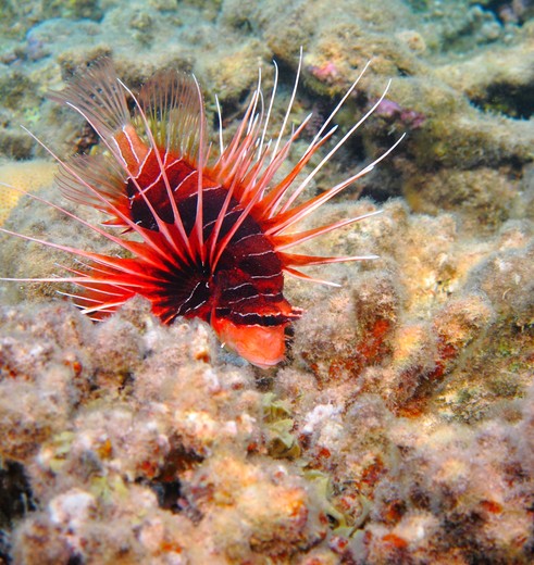 Snorkelen Marine National Park Malindi, Kenia