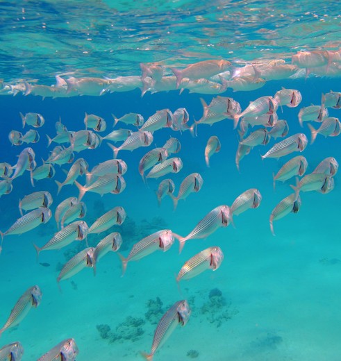 Onderwatereld Marine National Park Watamu, Kenia