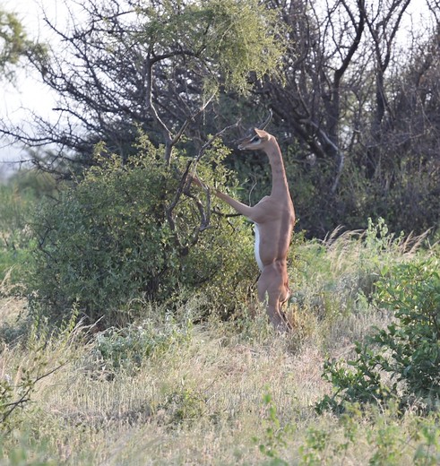 Generoek girafgazelle, die op zijn achterpoten de bladeren van de bomen plukt.