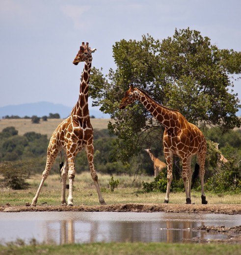 Giraffen in Kenia