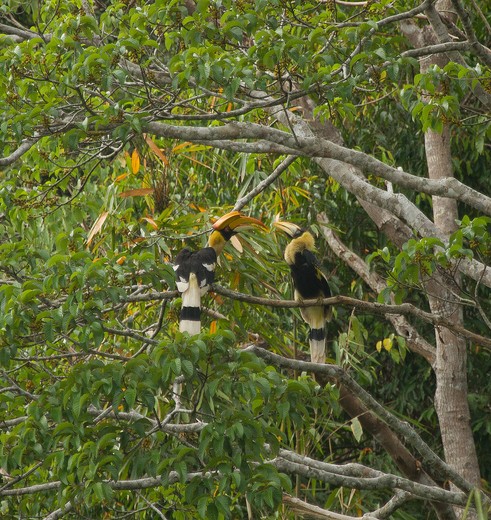 Khao Sok Elephant Hills