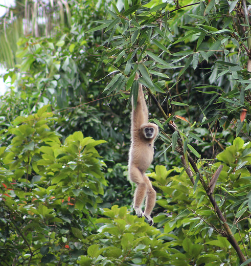 Khao Sok Elephant Hills