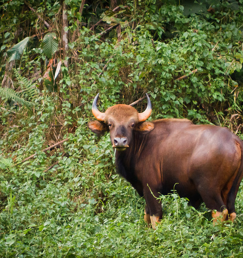 Khao Sok Elephant Hills