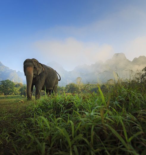 Khao Sok Elephant Hills