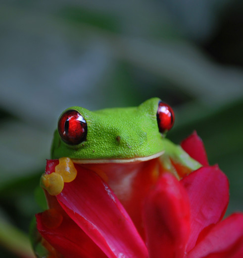 Kleurrijke kikkers in Manuel Antonio National Park, Costa Rica