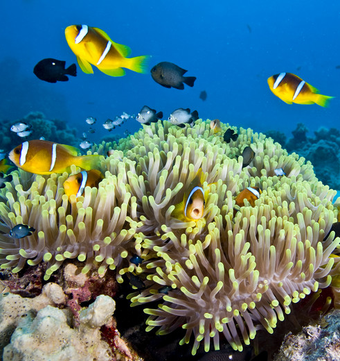 KLeurrijke onderwaterwereld bij Arlie Beach