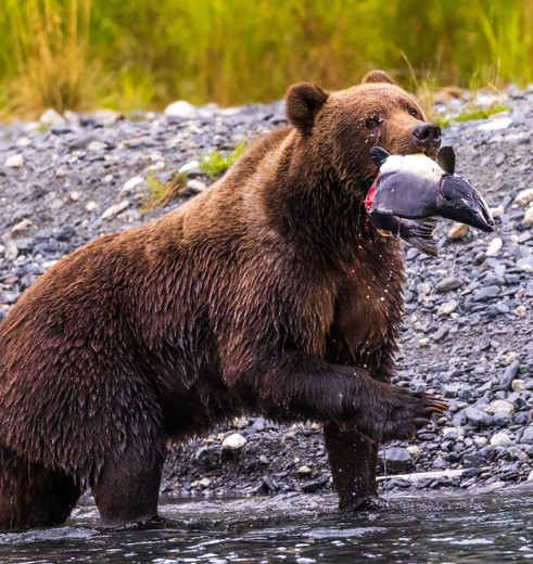 Grizzlybeer heeft zalm gevangen, Alaska, Amerika