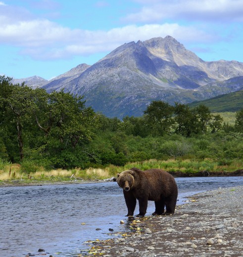 Grizzlybeer nabij lodge op Kodiak Island, Alaska, Amerika