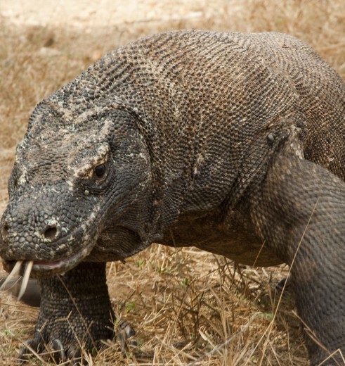 Pink-Beach-Komodo-Indonesië(17)