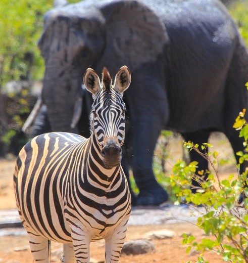 Krugerpark-Zebra-Olifant_1_386923